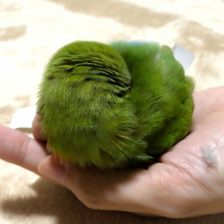 拗ねると草団子になる