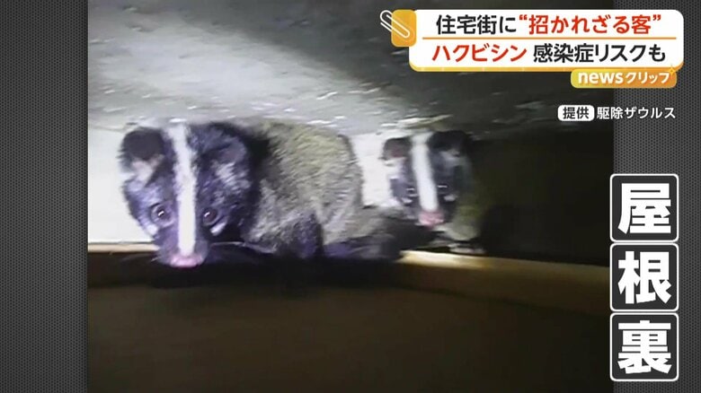 都市部では屋根裏などに入り込み、住み着くこともあるというハクビシン