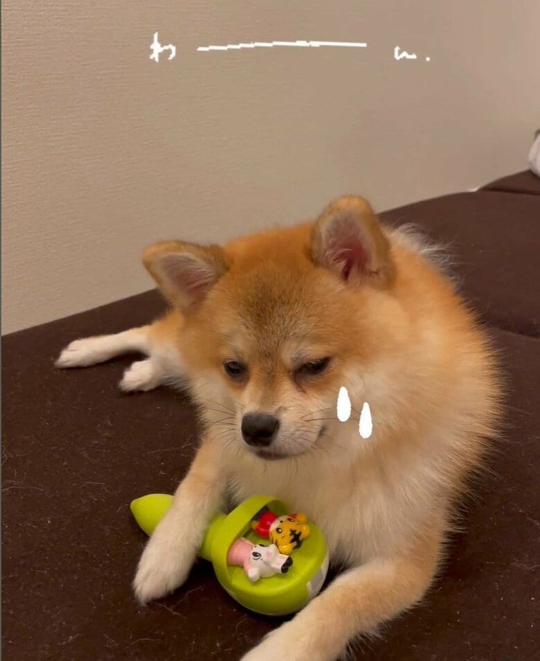 いたずらして、構ってくれないと落ち込む