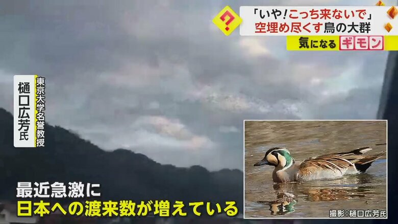 東京大学の樋口広芳名誉教授は、トモエガモの大群ではないかと推測