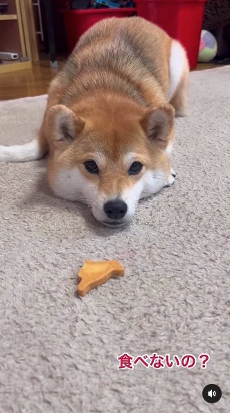 提供：柴犬ゆきちゃん