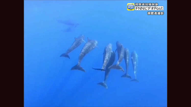 パラオ沖でオキゴンドウの群れを撮影！ クジラとイルカの違いは曖昧？専門家に聞いた