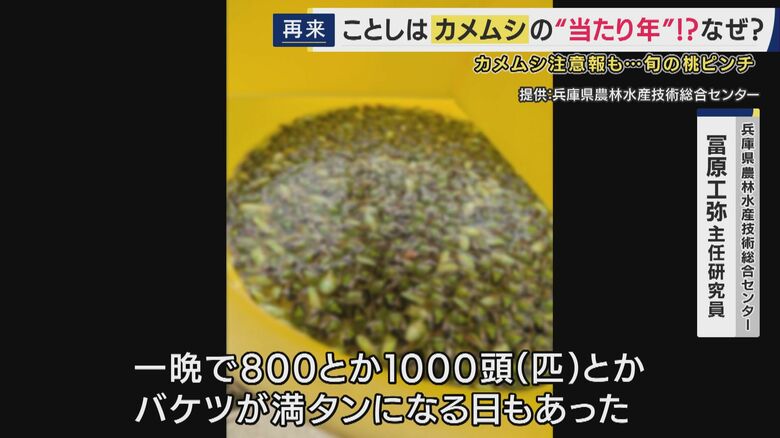 5月は平年より7～10倍多く発生