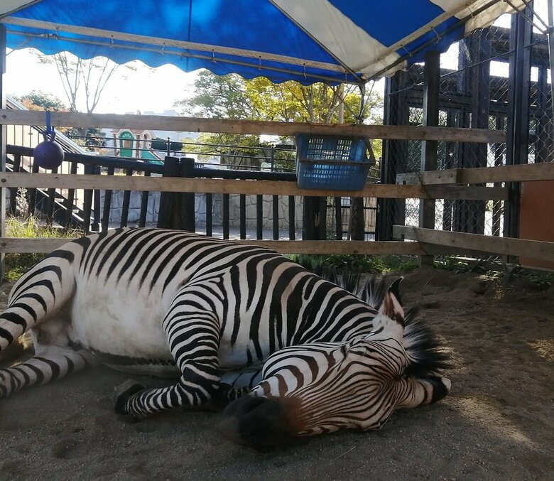 ごろんとリラックス　エイタくん（提供：福山市立動物園）