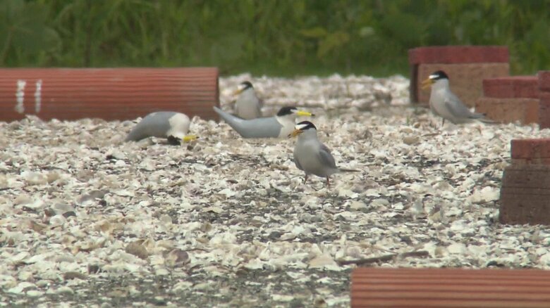 コアジサシが巣作りをしている浄水場跡地（佐賀市・2025年5月）
