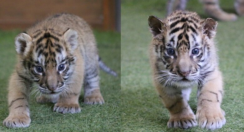左：四葉ちゃん　右：琥珀くん（1月16日撮影）