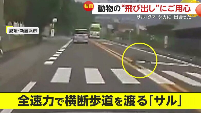 全速力で横断歩道を渡るサル（愛媛・新居浜市）