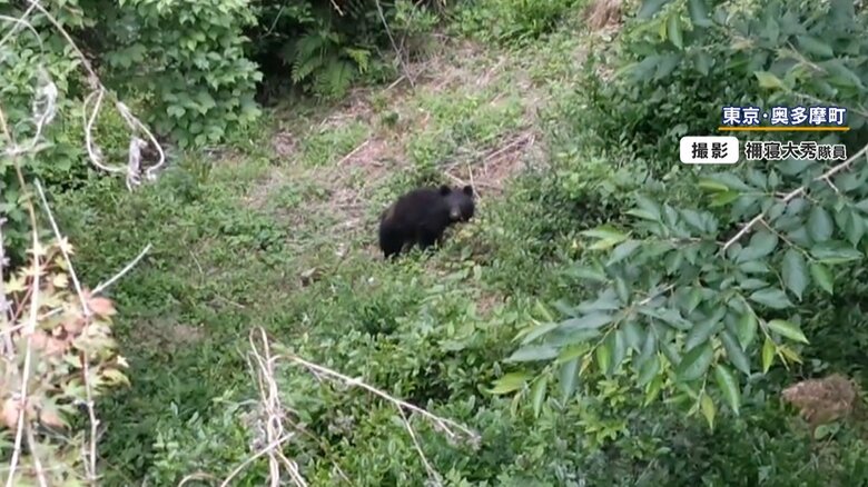 5月に東京・奥多摩町で撮影されたクマ