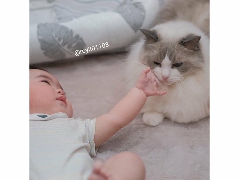 提供：ロイ(Roy)くん@ラグドールさん