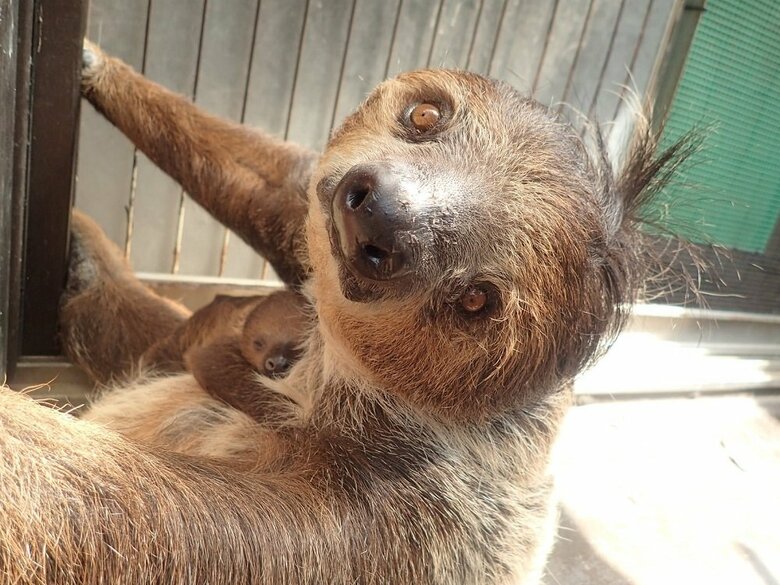 母親ノンのおなかの上で眠る赤ちゃん（提供：埼玉県こども動物自然公園）