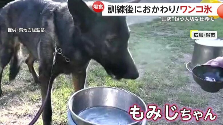 『ワンコ氷』と名づけられた、おかわりを続ける犬の姿