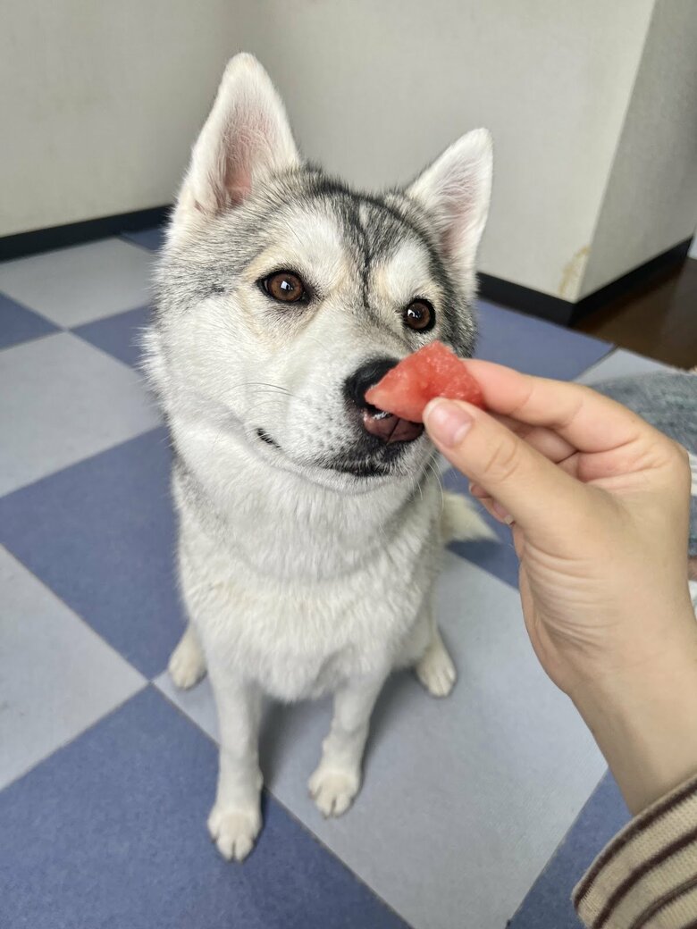 提供：ハスキーいちみちゃんと田舎暮らしさん