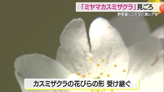 花びらの先が割れている（割けている）のはカスミザクラの特徴を受け継いだもの