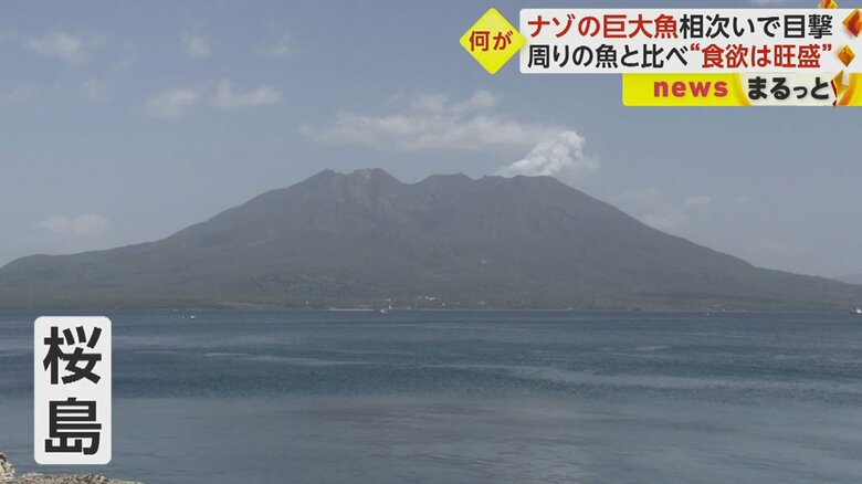 この周囲の海で相次いで目撃されているのが…