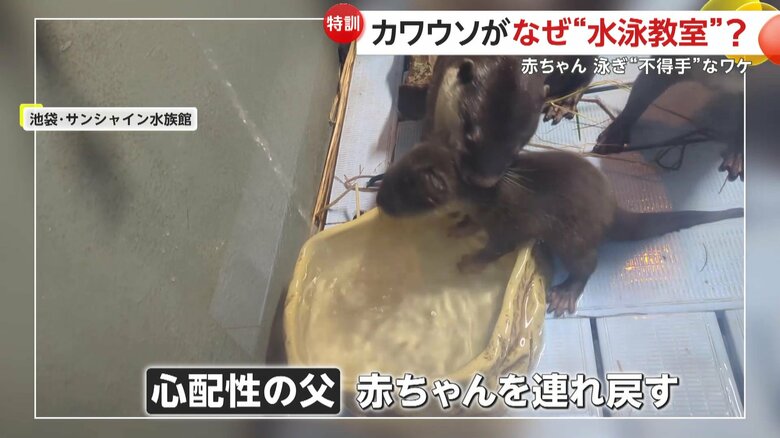 心配性だというお父さん（映像提供：サンシャイン水族館）