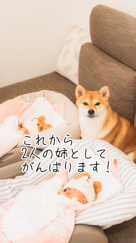 お姉ちゃんになったむぎちゃん（提供：柴犬 むぎさん）
