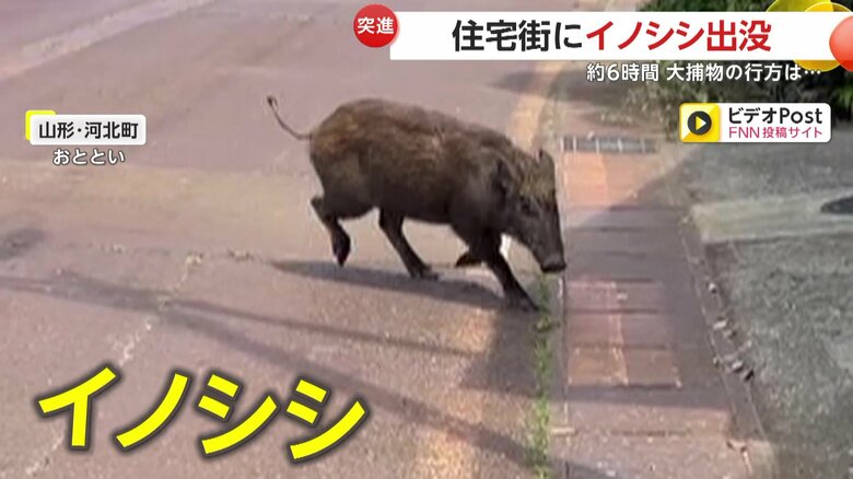 方向転換して撮影者に突進してくるイノシシ（27日、山形・河北町の住宅街）