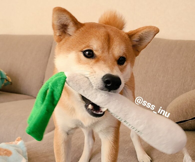 提供：犬さん