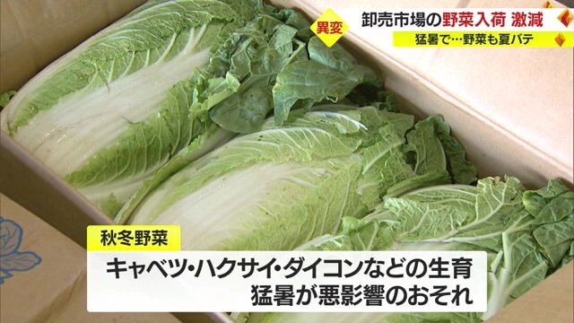 秋冬野菜の生育に影