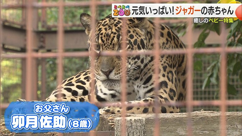 公開されたばかりのジャガーの赤ちゃんのお父さんジャガー