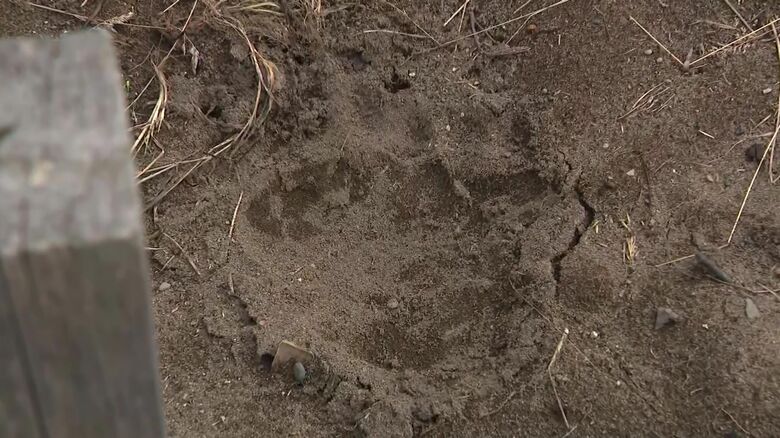 見つかった足跡