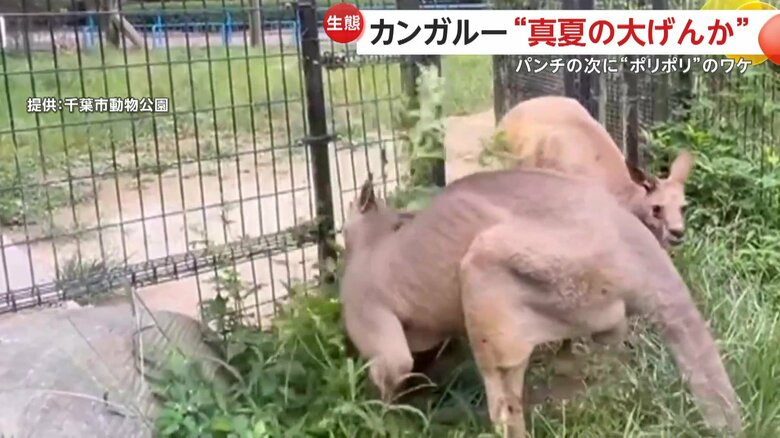 顔を突っ込んで雑草で“ポリポリ”と体を擦りつけるようにかく「ウニ」