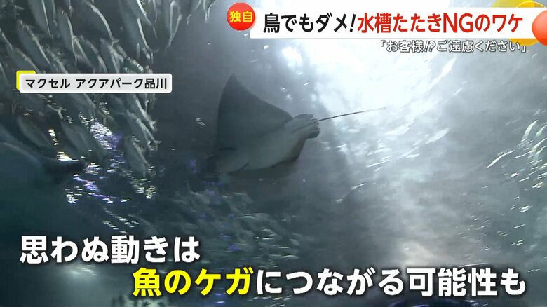 思わぬ動きは魚のケガにつながる可能性