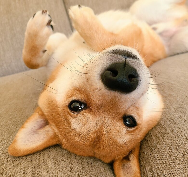 提供：犬さん