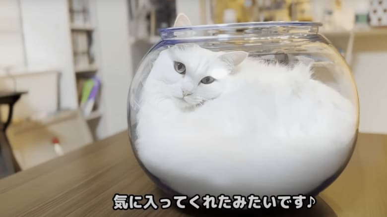 フィットした様子