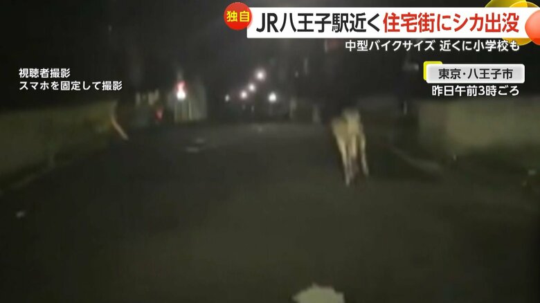 夜の住宅街を軽やかに駆け回るシカの様子⑤
