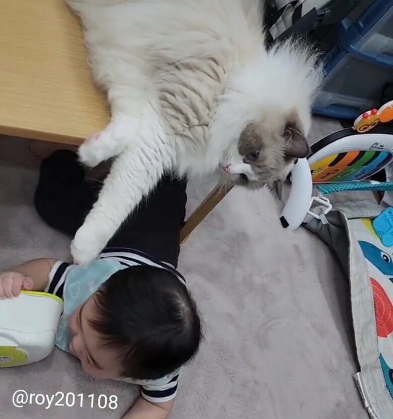 提供：ロイ(Roy)くん@ラグドールさん