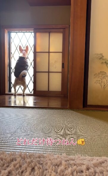 提供：SORA/ちわわさん