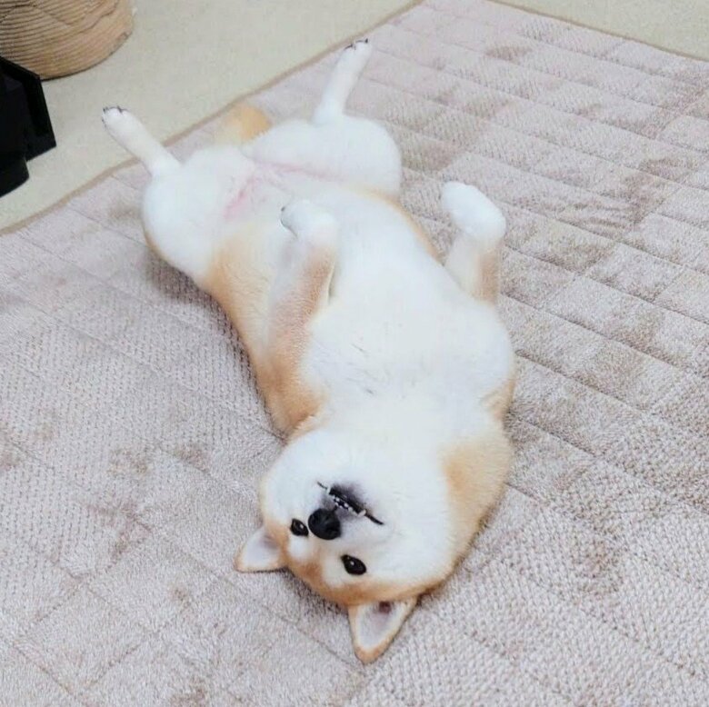 提供：柴犬チャーミーさん