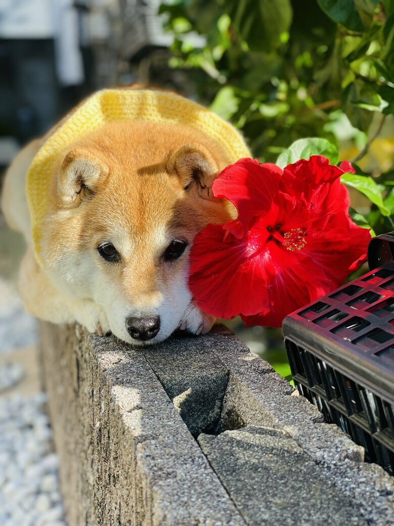 画像提供：柴犬ハナさん