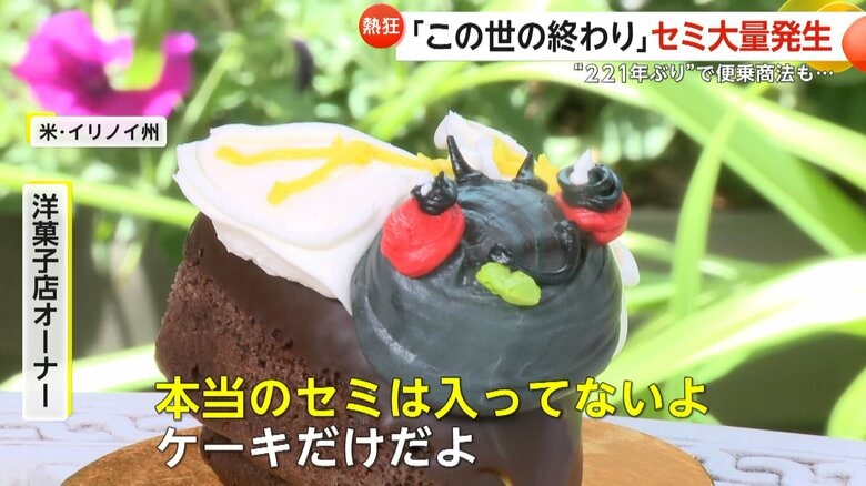 赤い目と白い羽はバタークリーム、体はチョコレートケーキでできているセミケーキ