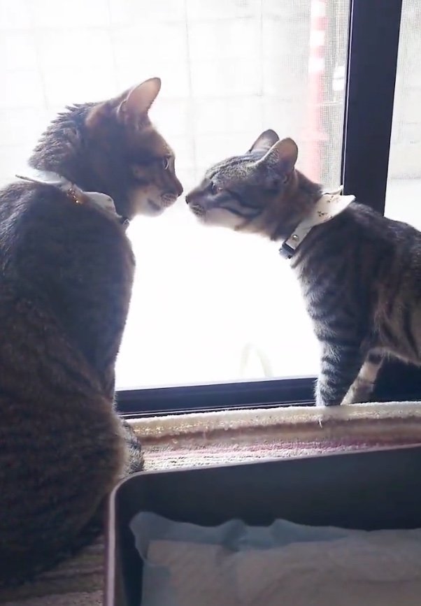 左：もなちゃん　右：小雪ちゃん（提供：アメチカンのもなさん）