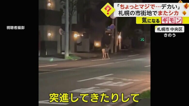 19日夜、札幌市中央区の住宅街に現れたシカ