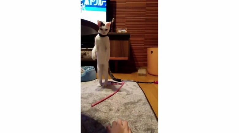 豆大福くんはその場でスッと立ち上がる