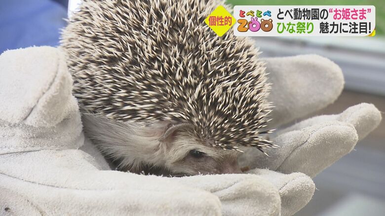 いがぐりのようにまるまっている、ヨツユビハリネズミの「こうちゃ」