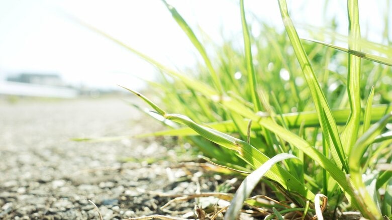 コンクリートの熱や照り返しにも注意（画像はイメージ）