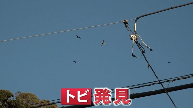 上空を飛び交う無数のトビ