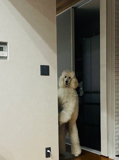 やっぱり人間みたいなベルちゃん