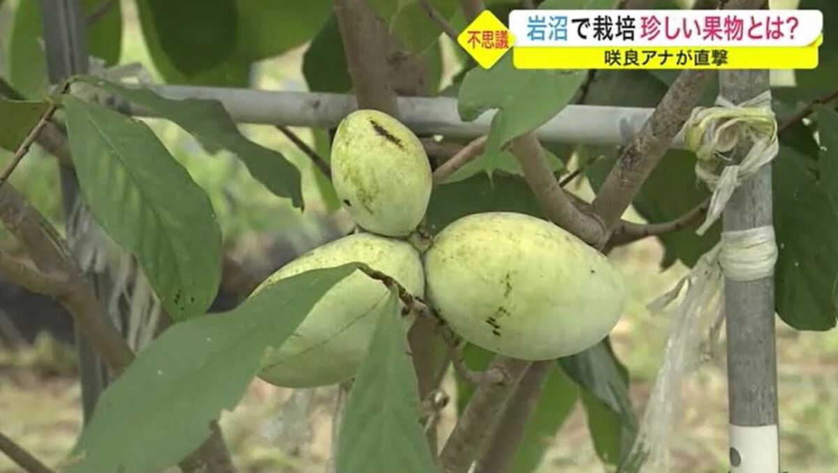 幻のフルーツ ポポー 不思議なおいしさに衝撃 一般に広まらない理由と解決策とは Fnnプライムオンライン 幻のフルーツ ポポー 不思議なおいしさに衝撃 一般に広まらない理由と解決策とは Fnnプライムオンライン