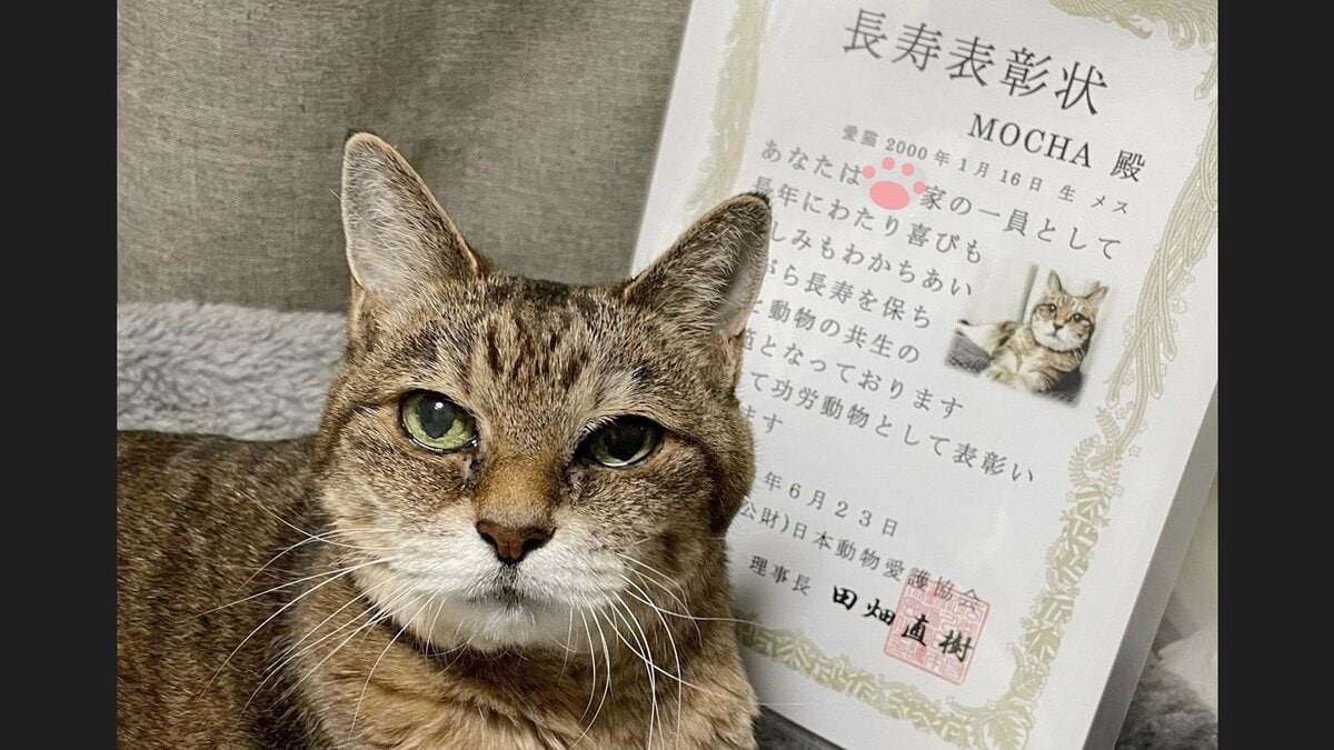 いつもありがとう 22歳の おばあちゃん猫 が長寿で表彰 人間で例えると104歳 秘訣を飼い主に聞いた Fnnプライムオンライン