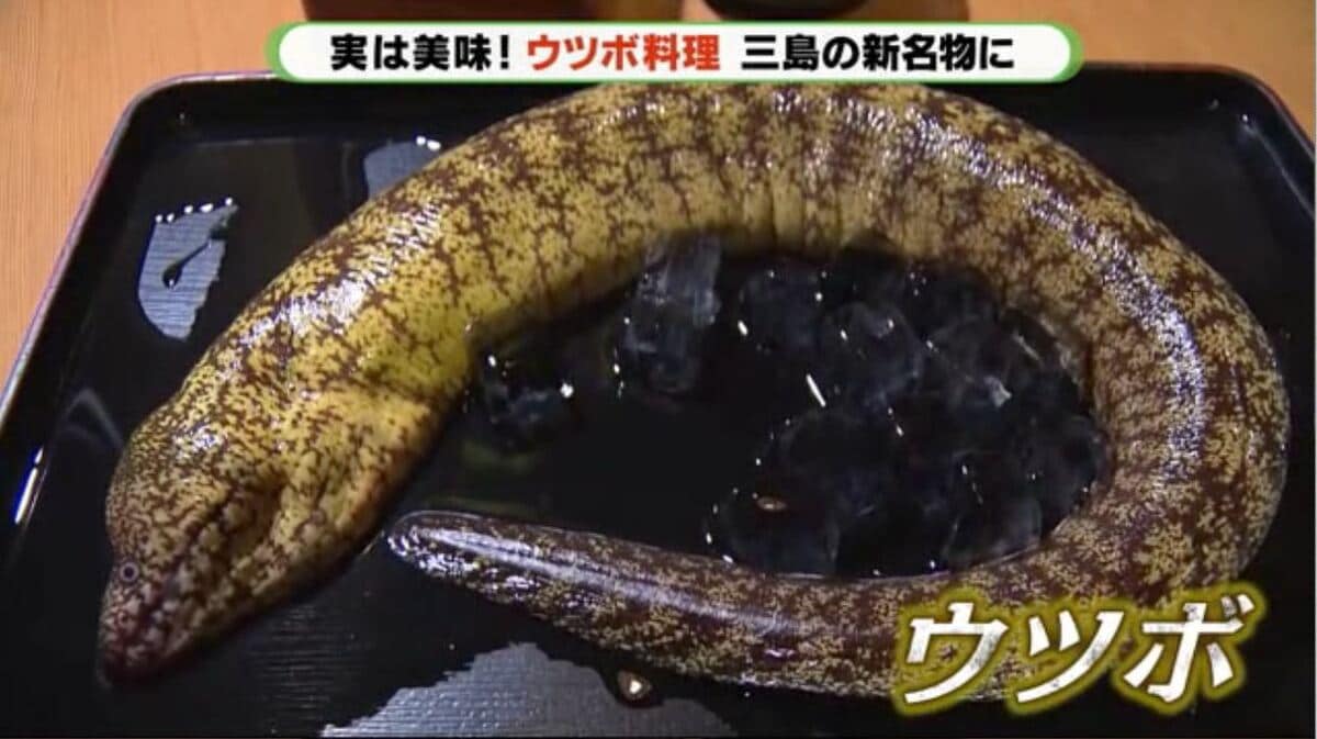 未使用魚 を使う 海のギャング とも呼ばれるウツボのお味は 静岡発 Fnnプライムオンライン