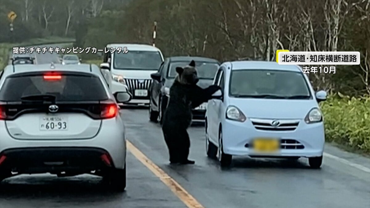 独自】「わー来た来た来た」恐怖！巨体ヒグマが車を襲撃 ボンネットに乗り上げサイドミラーへし折り…クラクションにも動じず 北海道・知床横断道路 ｜FNNプライムオンライン