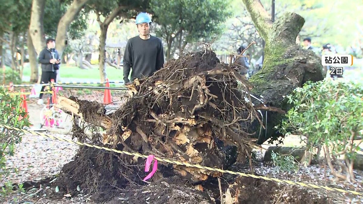 砧公園で57本が「倒木の恐れ」 都が園内の全5000本を緊急点検して判明
