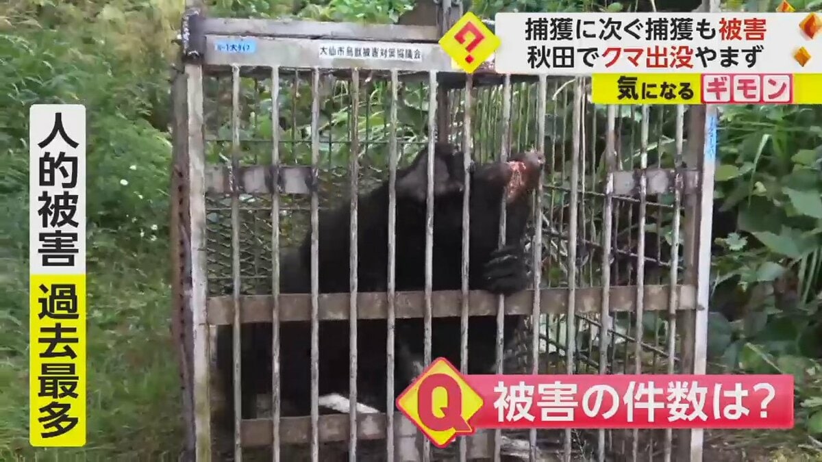 人的被害“過去最多” 秋田でクマの出没相次ぐ 新たに親子グマ捕獲