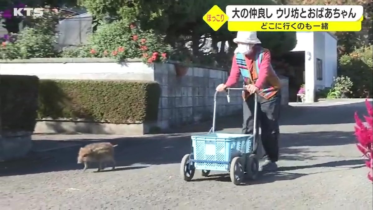 母親だと思ってる ウリ坊 とおばあちゃんは仲良しでどこに行くのも一緒