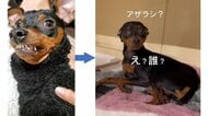 「え？誰？」“暴れん坊”をホテルに預けたら別犬に入れ替わった！？飼い主も困惑する内弁慶ぶりを聞いた